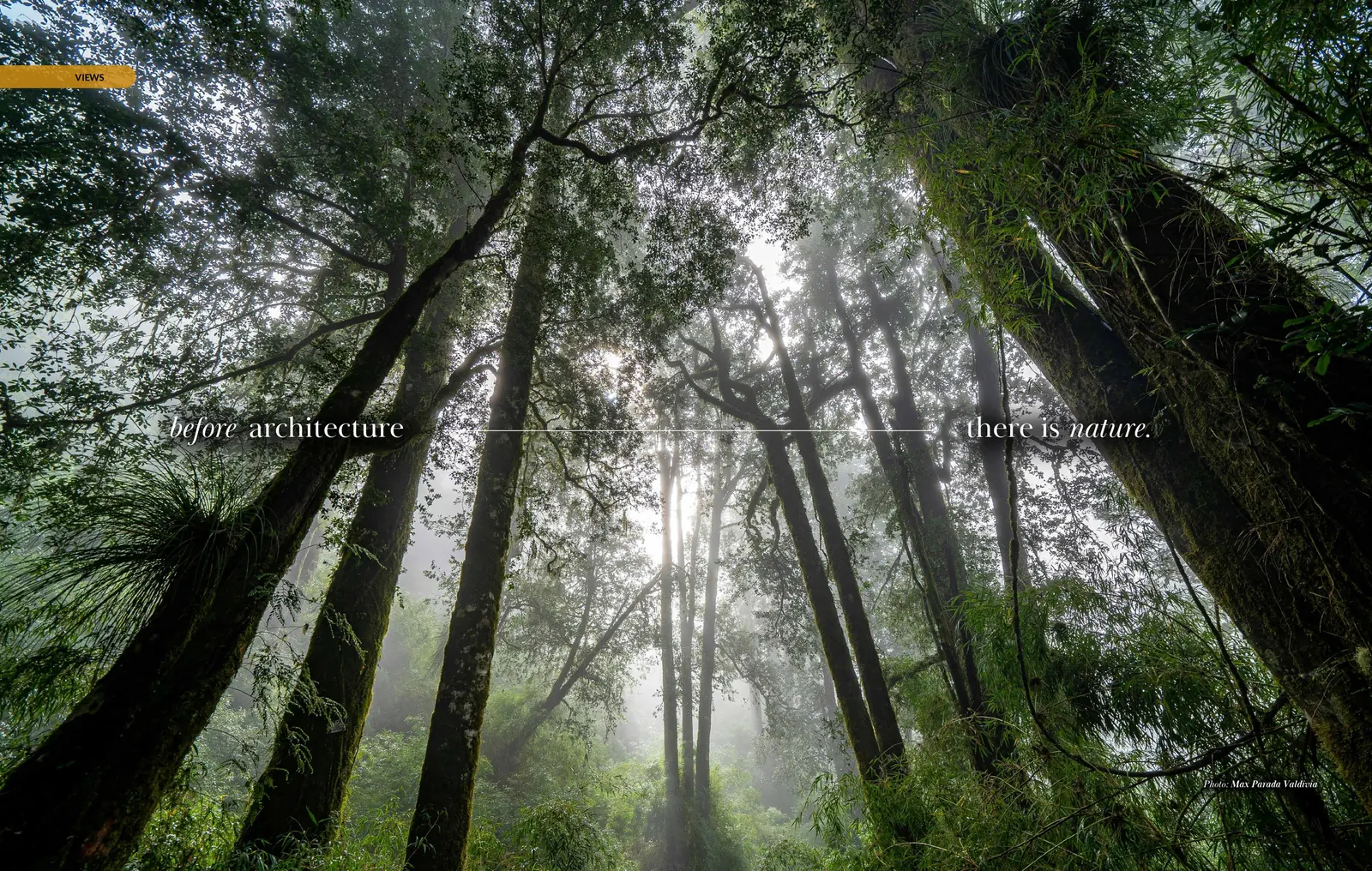 Spread: rainforest canopy