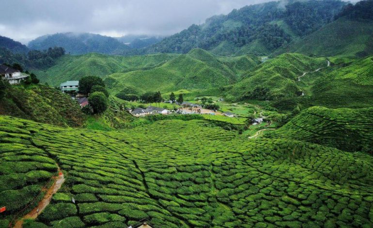 Discover the Rich Cultural Heritage and Natural Wonders of Cameroon