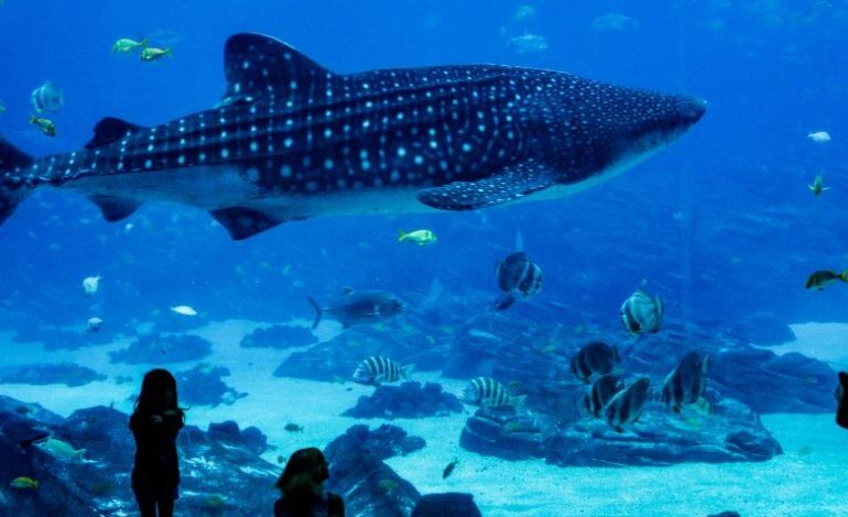 Unveiling the Enchanting Wonders of Djibouti: A Journey of Adventure and Serenity
