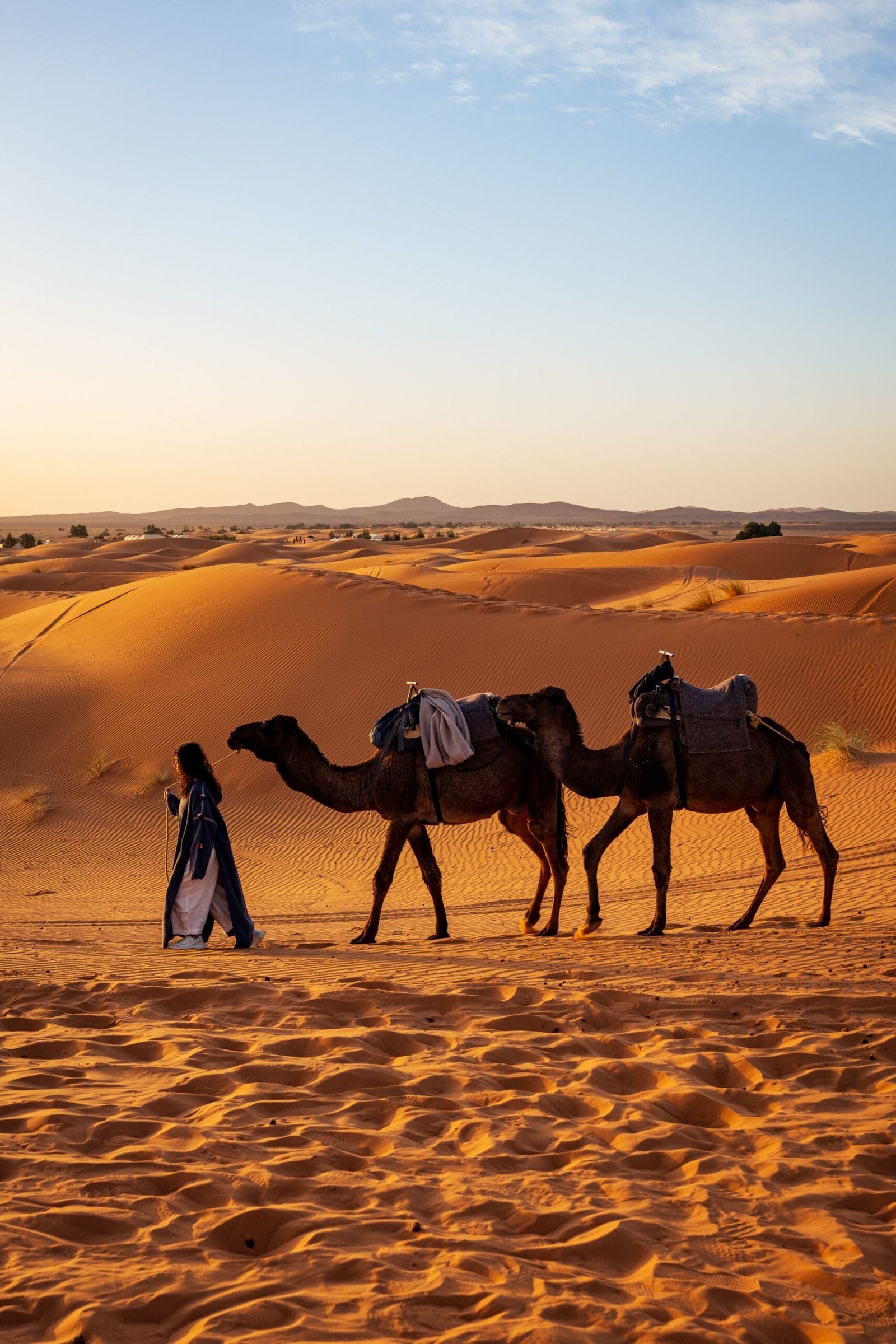 Camels crossing dunes at dusk