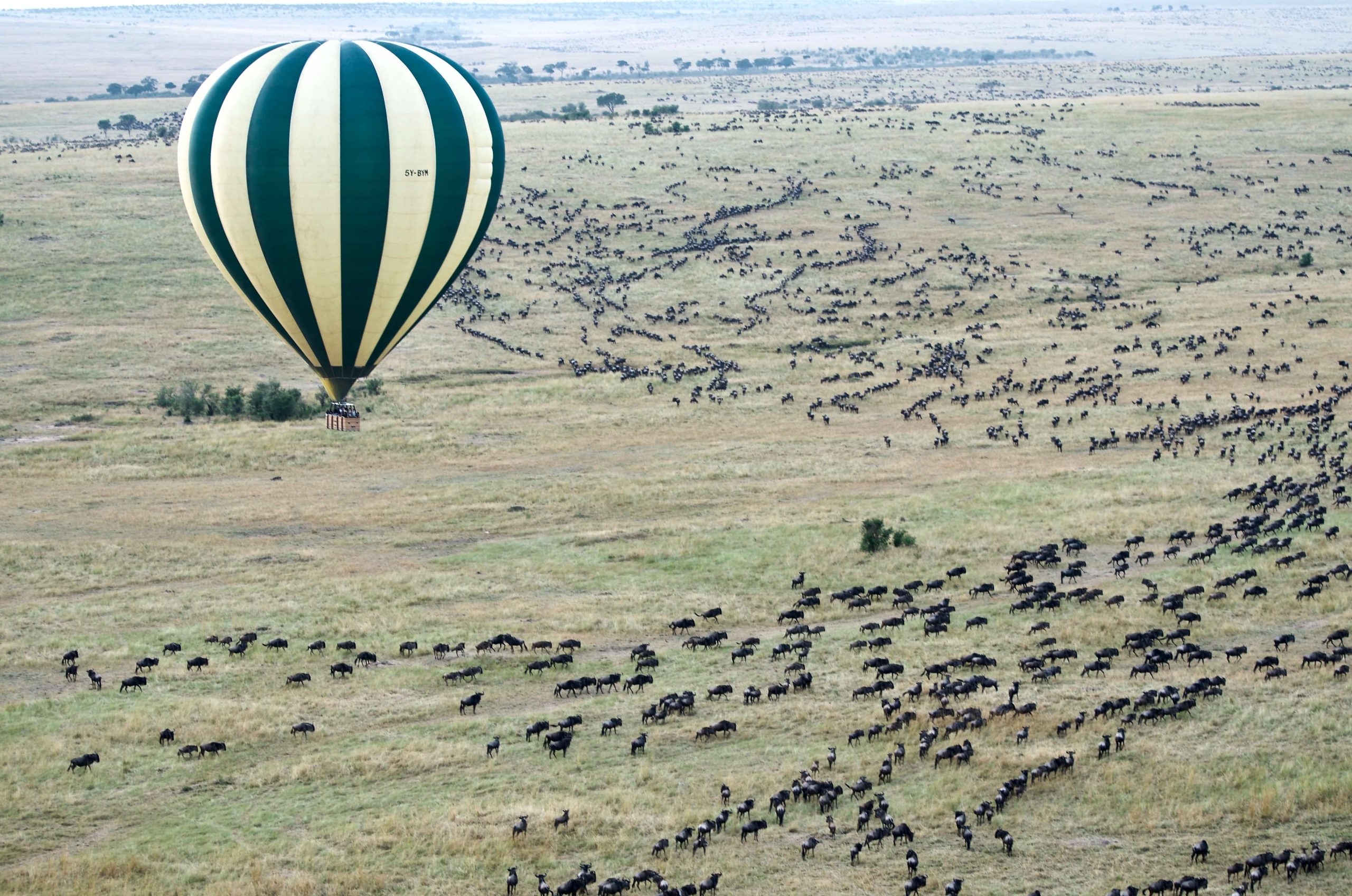 The Great Migration